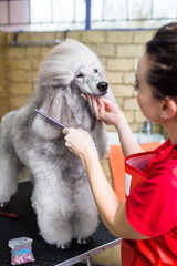 Female groomer brushing standard gray poodle at grooming salon. 