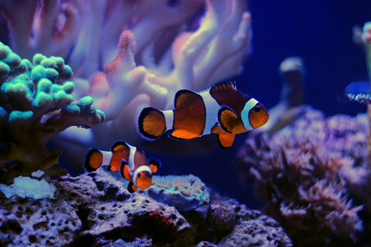 Clownfish the most popular saltwater fish in aquariums 