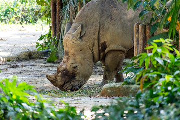 White rhinoceros eating