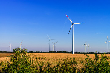 White wind power plants in a field at summer sunset light