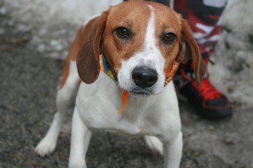BROWN AND WHITE BEAGLE DOG