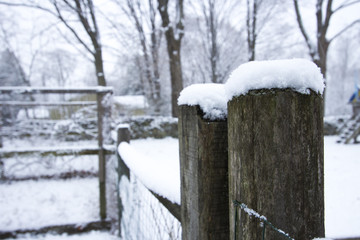 Snow scenes in garden