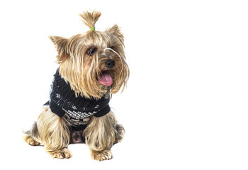 Yorkshire Terrier, small dog, isolate, symbol of the year 2018, dog
