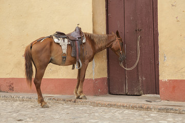 Horse standing at door in Cienfuegos, Cuba