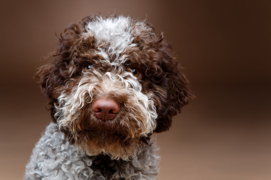 beautiful brown fluffy puppy