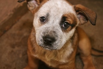 SMALL BROWN AND WHITE PUPPY