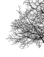 Realistic tree silhouette (Vector illustration).ai10