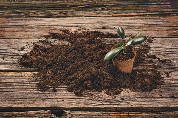 Preparing for a seasonal transplantation of plant or flower, in a gardening, vintage shed near house. Product still life image. Planting in the garden concept photograph.