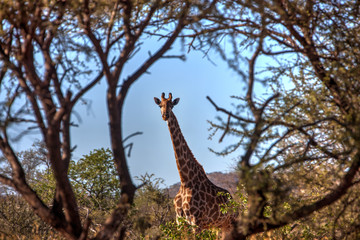 Giraffe in the bush