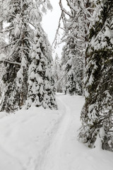 The snow-covered forest in The Korouoma Nature Reserve, Finland. Southern Lapland, Municipality of Posio.