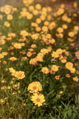 Obraz premium rudbeckia flowers