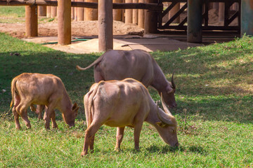 The pink or albino Asian buffalos are eating grass on the ground in the park or nature of the sunny day.