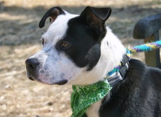 LARGE BLACK AND WHITE DOG