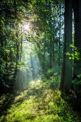 Sunrise in the green forest in summer, Poland