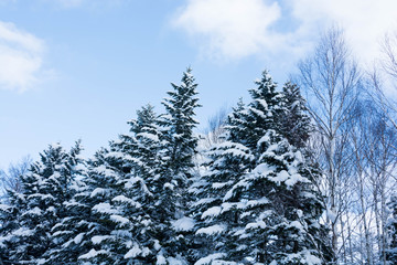 雪化粧したマツ林