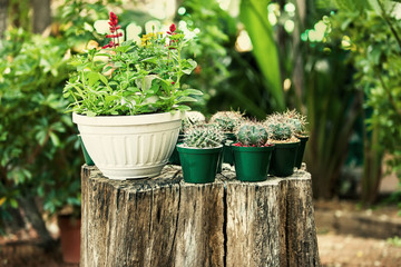 mini cactus pots