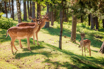 Fototapety  Young deers in forest at sunny day in summer, Poland
