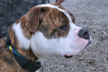 BROWN BRINDLE AND WHITE BULLDOG
