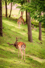 Deers in sunny forest in summer, Poland, Europe