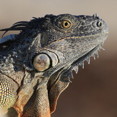 Green Iguana