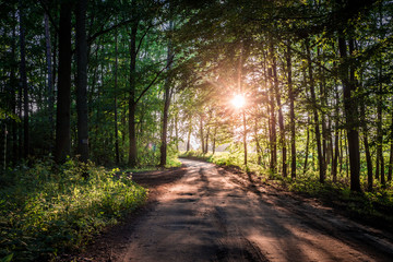 Fototapeta premium Wonderful sunrise in the summer forest in Poland