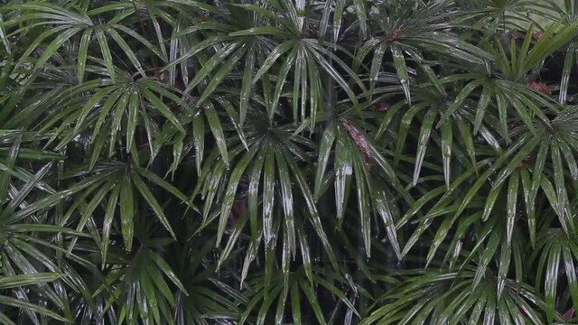 Tropical rain drops falling on the green palm leaves in garden. Bali, Indonesia. Close up