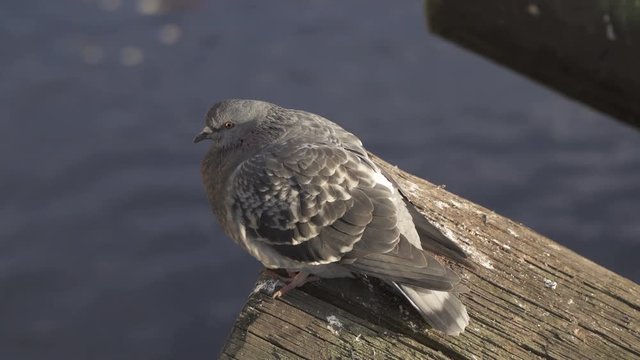 A Pigeon sitting and looking around itself and fly away