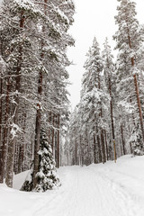 The snow-covered forest in The Korouoma Nature Reserve, Finland. Southern Lapland, Municipality of Posio.