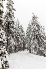 The snow-covered forest in The Korouoma Nature Reserve, Finland. Southern Lapland, Municipality of...