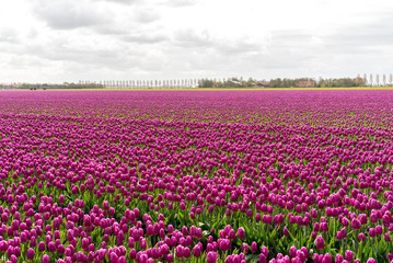 Fototapeta premium Colorful tulip field