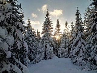 Fototapeta na wymiar Sun peeking though snow laden trees