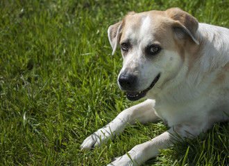 Beautiful dog laying in the yard, looking at the camera as if to say something on sunny day, with copy space