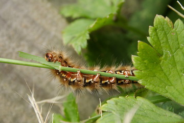 Butterfly Caterpillar 'Painted Lady'