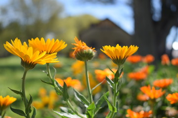 Obraz premium Flores 1