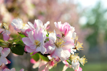 Chinese flowering crab-apple blooming