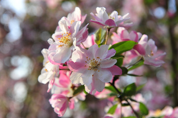 Chinese flowering crab-apple blooming
