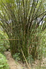 Hawaiian Bamboo, Kauai