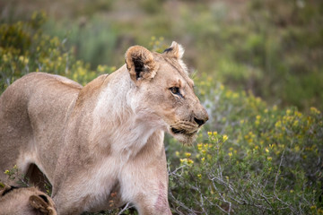 Lioness in African savannah