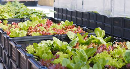 Green lettuce farm in roof top garden