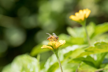 A beautiful bee on yellow flowers with Nature background and wallpaper. Copy space