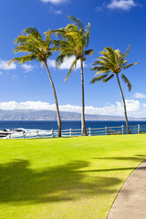 Palm Trees At Napili Point, Maui