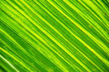 Fototapeta premium plant leaf 36