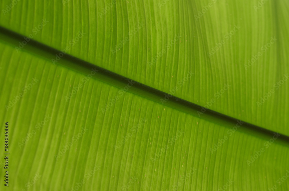 Wall mural plant leaf 7