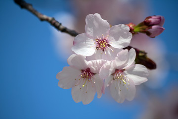 Fototapeta na wymiar Pink Cherry Blossom - closeup - blue sky in background