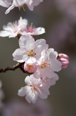 Fototapeta na wymiar Cherry Blossom - closeup 