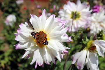 Butterfly on the flower