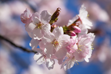 Pink Cherry Blossom - closeup - blue sky in background