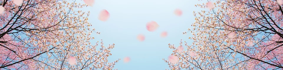 Deurstickers 桜 © スタジオサラ