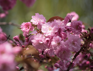Pink Cherry Blossom - closeup - beautiful bokeh