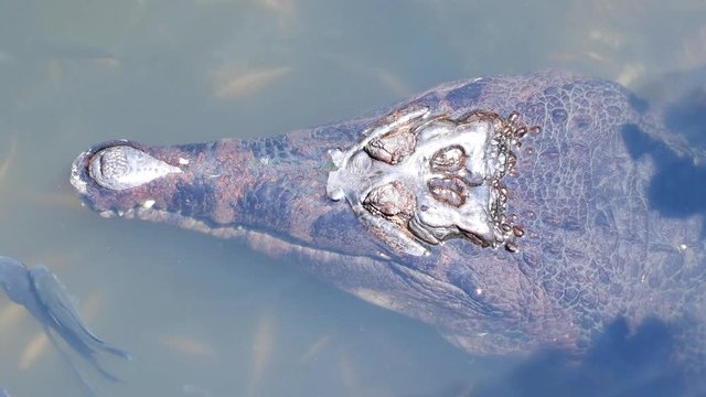 False gharial crocodile (Tomistoma schlegelii) in tropical lake with fishes around